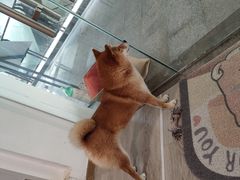 -柴迷FANS CLUB·柴犬狗咖·猫咖
