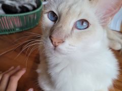 -Cappucimeow猫咪咖啡馆(韦伯时代店)