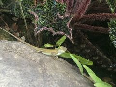 -Chom Cafe and Restaurant