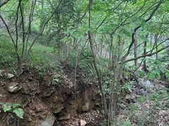 -冶父山国家森林公园