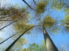 -山菜馆(竹海公园店)