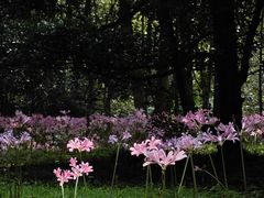 -杭州植物园