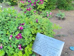 -丰台花园