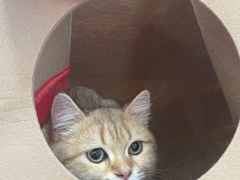 -宠颐生宠物医院外科·内科·皮肤科·影像科(石龙店)