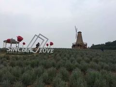 -大塘金香草谷