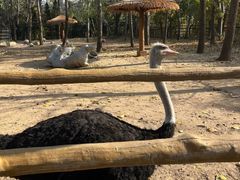 -大连森林动物园