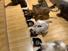 -啵啵喵·猫咖(攀华国际店)
