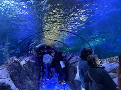 -悉尼海洋生物水族馆