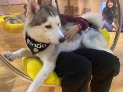 -Husky Go! 哈士奇体验馆·宠物咖啡厅狗咖
