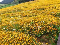 -径山花海