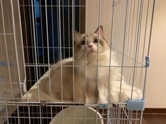 -Bastet sally猫舍购宠(静安店)