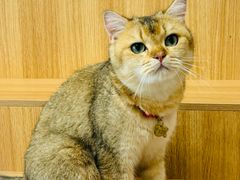 -唐小姐の私宠·宠物洗护美容·撸猫馆·购宠(周浦万达旗舰店)