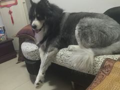 -爱侣宠医·鹦鹉专科·小型哺乳类·异宠专科(灵石路店)