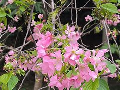 -中国科学院华南植物园