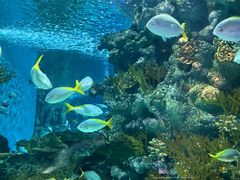 -上海海洋水族馆