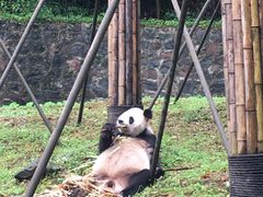 -都江堰中华大熊猫苑