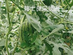 -韩士良采摘园