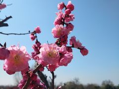 -石家庄市植物园