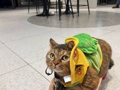 -瑞虹新天地月亮湾