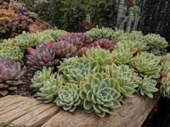 -三圣花乡旅游区