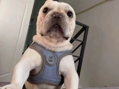 -萌宠之家·腊肠犬·马尔泰·小体犬舍