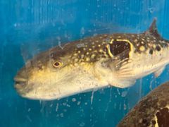 -天正河鲀·河豚亭(大连店)