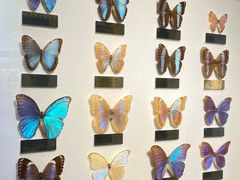 -上海昆虫博物馆