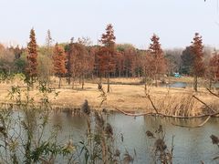 -贡湖湾湿地公园