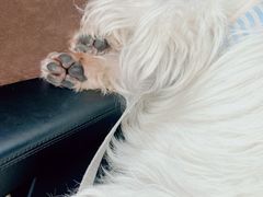 -汪星球宠物生活馆