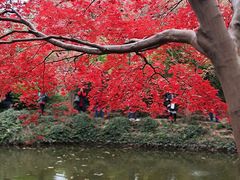 -秋霞圃