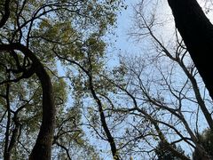 -上海共青森林公园