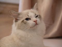 -MOYOYO猫咪咖啡店