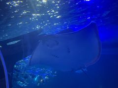 -江和美海洋公园