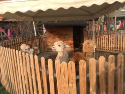 -萌宠亲子动物乐园(槐房万达店)