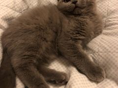 -喵zoo家庭繁育猫舍(尖东智能花园店)