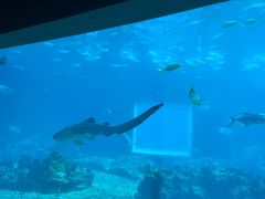 -海棠湾洲际-涛·海底餐厅·美人鱼·自助餐·海底隧道