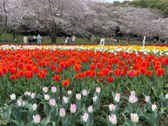 -苏州上方山国家森林公园