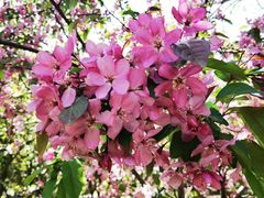 -长白岛森林公园