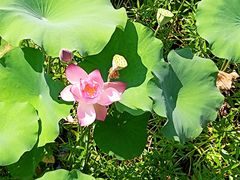 -福建鲤鱼洲酒店