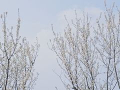 -樱桃山旅游景区