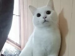 -艾吉宠物医院·疑难杂症转诊中心·猫友好(碧江路院)