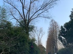 -西溪国家湿地公园