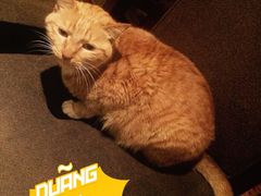 吉事利茶餐厅-吉事利茶餐厅