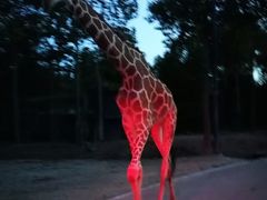 -清迈夜间动物园