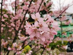 -顾村公园