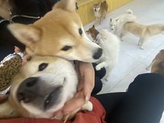 -柴源莊·柴小宠柴犬咖啡