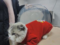 -翊宠yipet猫狗购宠庄园犬舍•猫舍