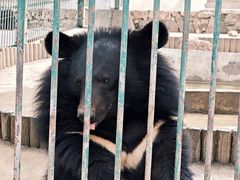 -栾川竹海野生动物园