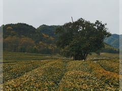 -龙坞茶村