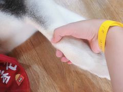 -Husky Go! 哈士奇体验馆·宠物咖啡厅狗咖